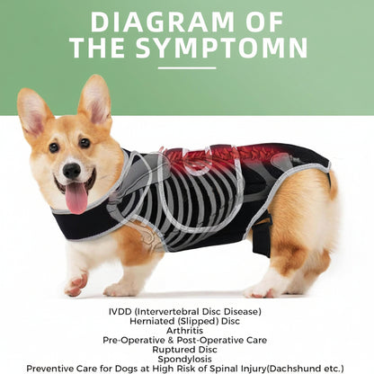 Hunde Rücken-Stützorthese – Orthopädische Wirbelsäulenstütze