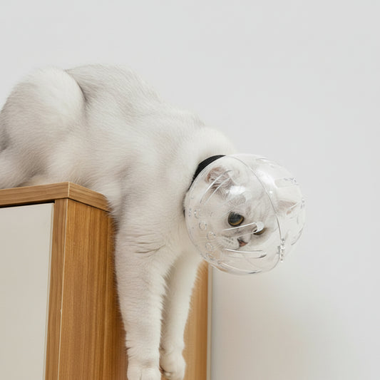 Halskrause Katze transparent Kugelform 360° Belüftung | Beiß & Wundschutz.
