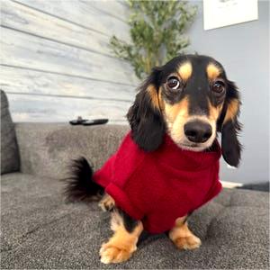 Maßgeschneiderter Hundemantel aus Premium-Fleece – Für alle Hunderassen