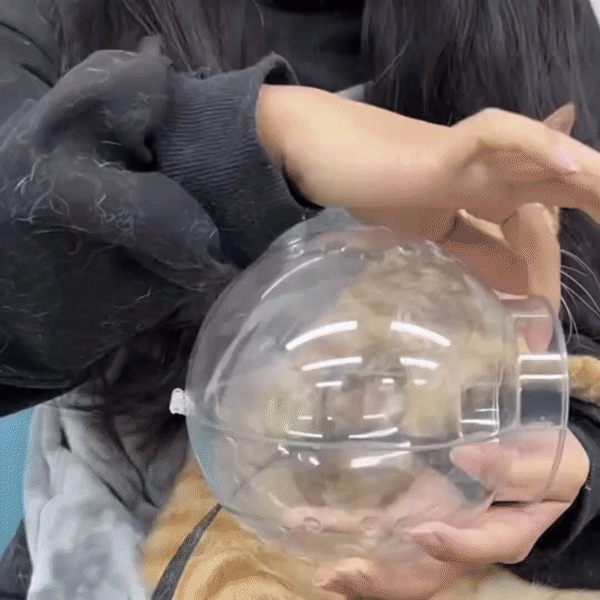Halskrause Katze transparent Kugelform 360° Belüftung | Beiß & Wundschutz.
